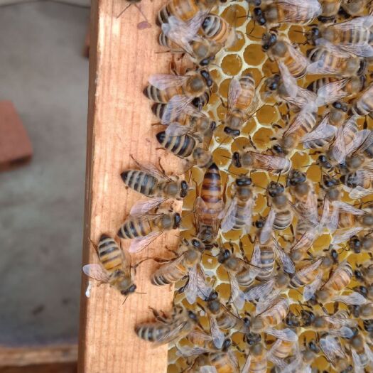 北镇市 意蜂蜂王出售