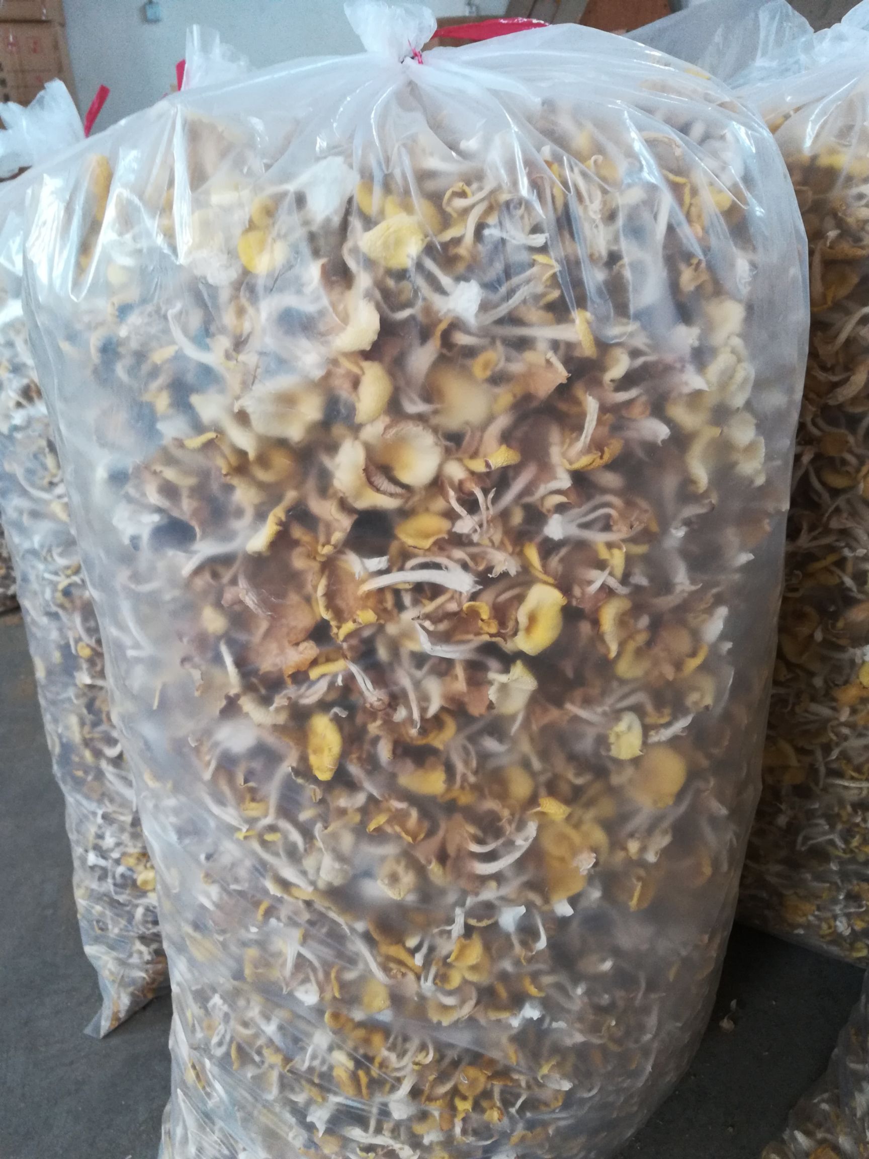 鸡油菌  榆黄菇
