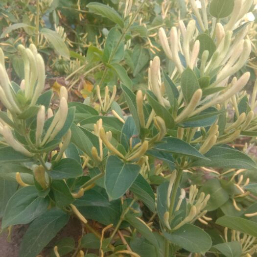 山银花苗 北花一号