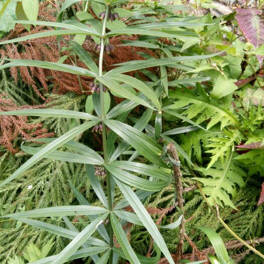 峨边县黄精种苗 野生甜黄精鲜货，小苗出售需要的赶紧了