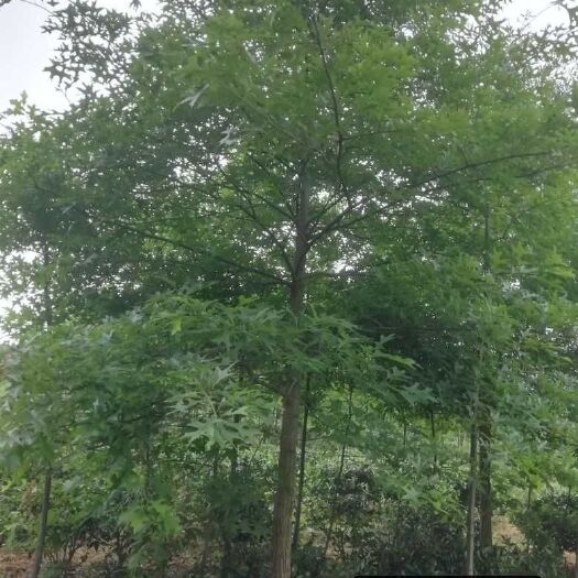 郎溪县美国红橡树  8公分北美红栎，沼生栎，娜塔栎