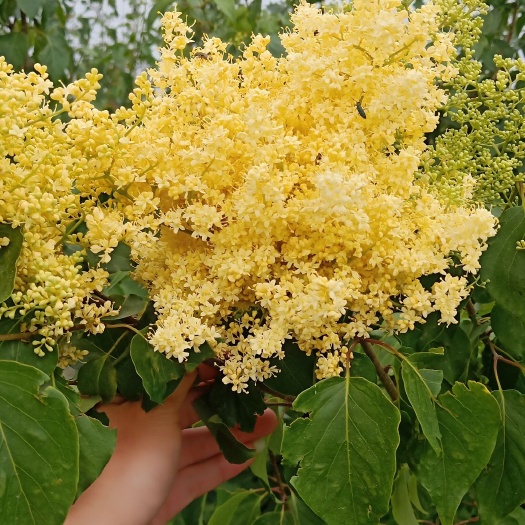开原市黄金丁香  黄花丁香