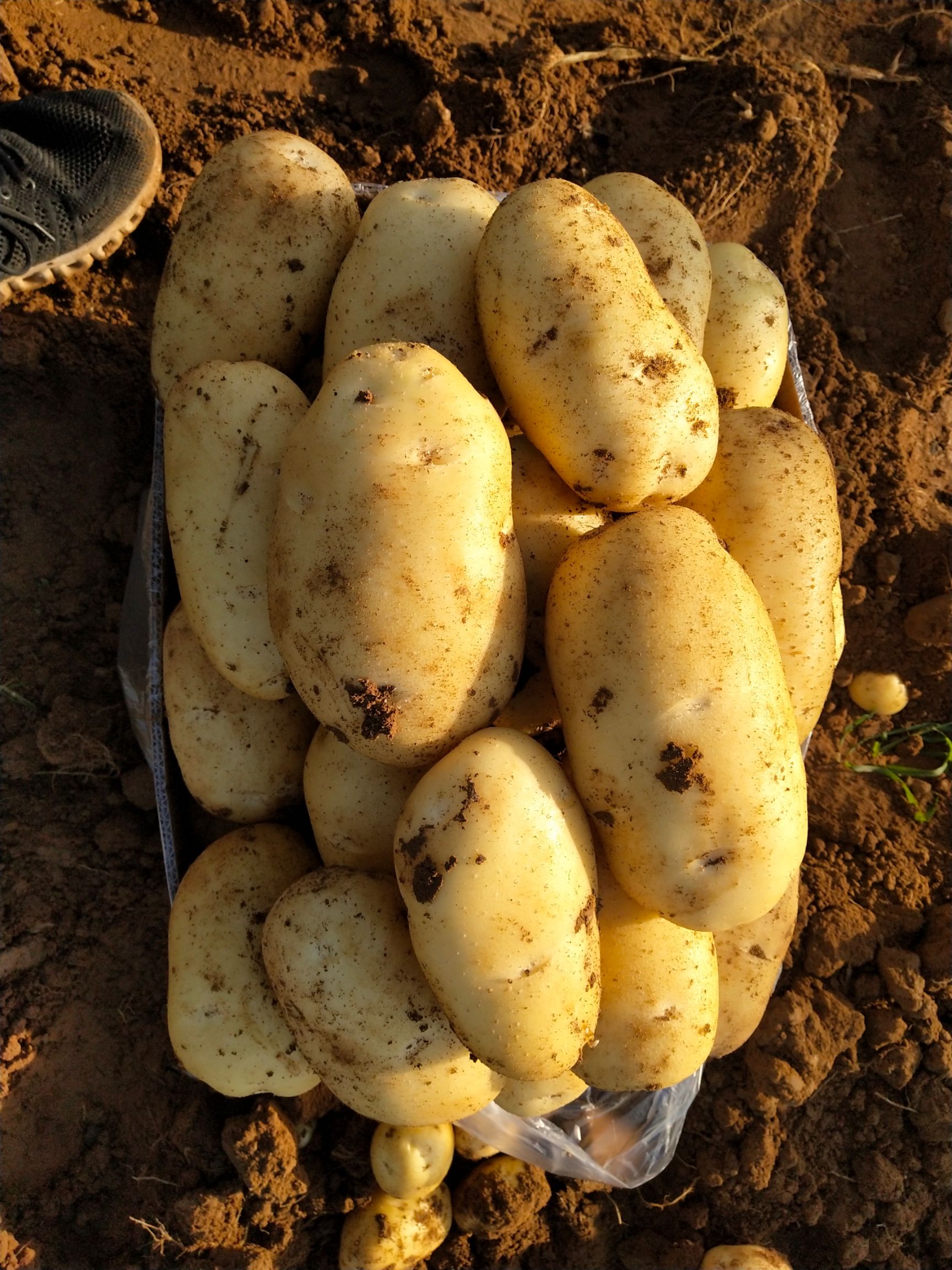 荷兰15  肥城冷库荷兰十五土豆大量供应