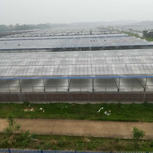 汨罗市 基地直供圣女果