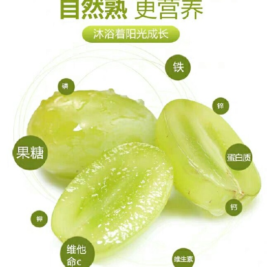 威县维多利亚葡萄 　果皮黄绿色，果皮中等厚；果肉硬而脆，味甘甜爽口，品质佳。