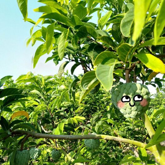 东方市释迦果  刺果番荔枝 海南江尧大目释迦 番荔枝