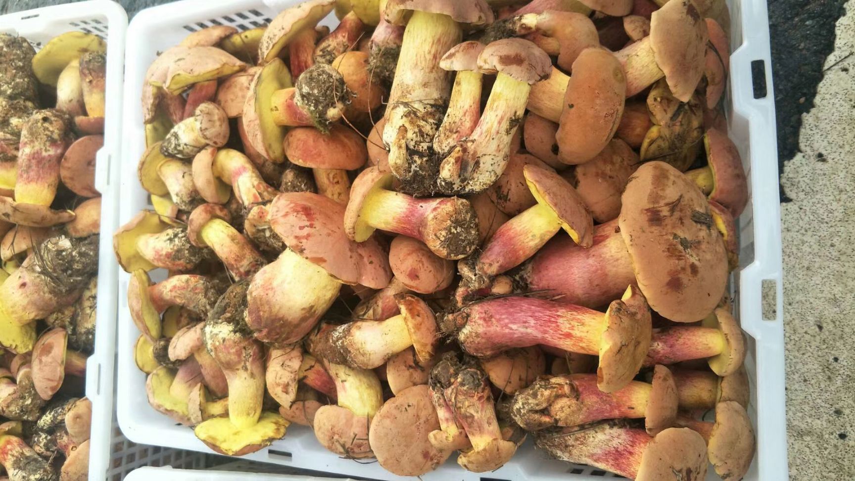 红葱菌 鲜牛肝菌 野生牛肝菌