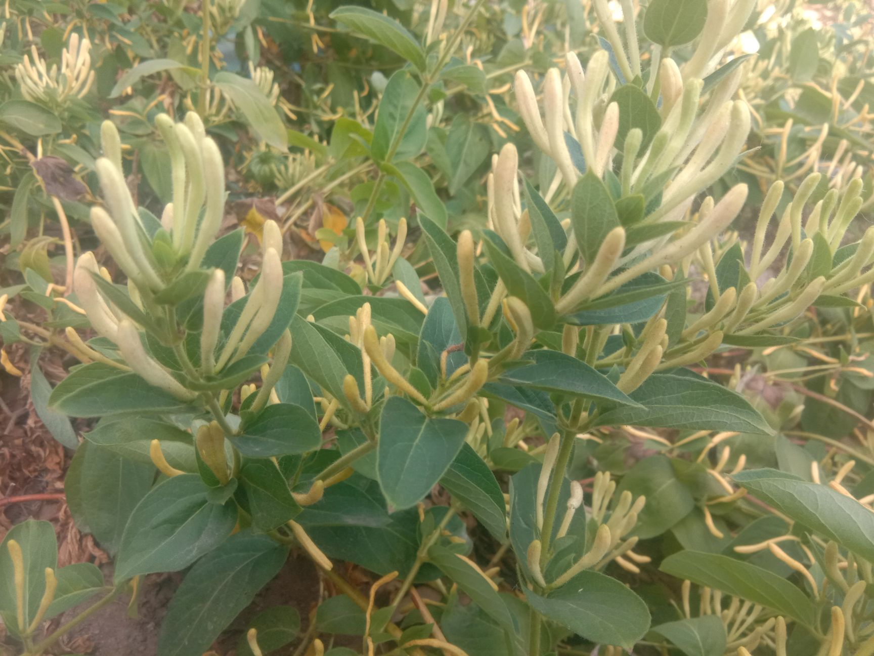 大毛花 北花一号