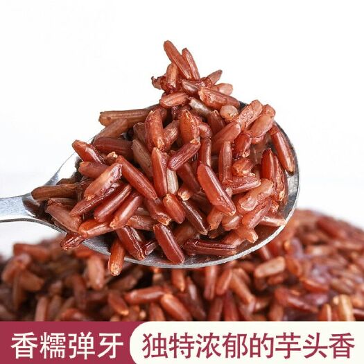 遂溪县 海红香米 新红米养生糙米耐盐海水稻膳食纤维五谷杂粮