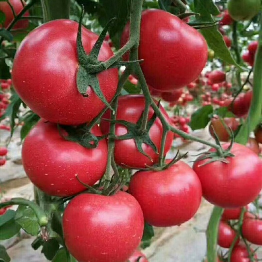 邯郸菌肥  微生物菌剂有机质≥70%有益活性菌数≥10亿/克