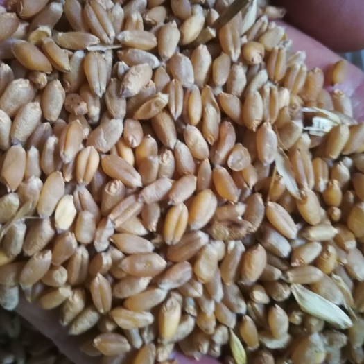 枣阳市 19年湖北小麦