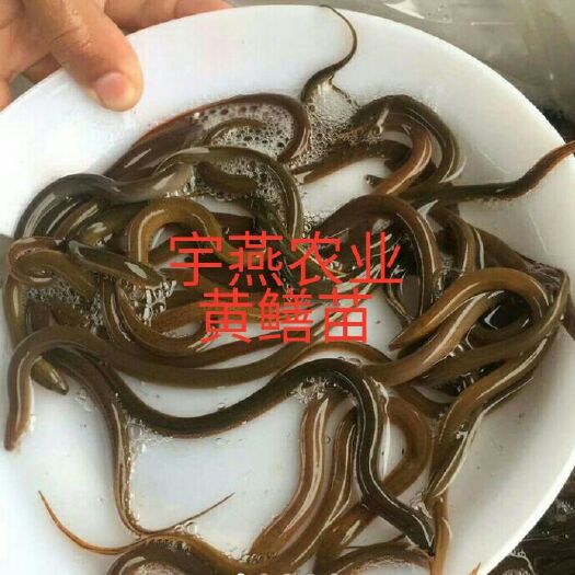 钦州 黄鳝苗