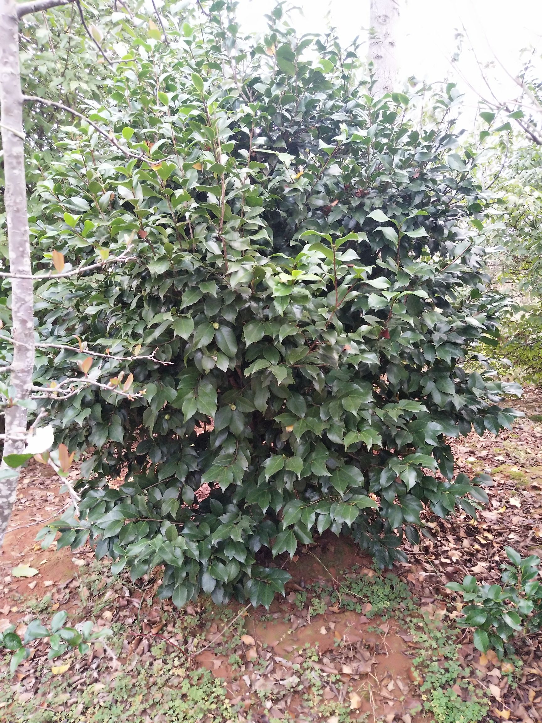 茶花苗  自家苗圃，主营老紫薇，茶花，碧叶红桃，海棠，腊梅等绿化树