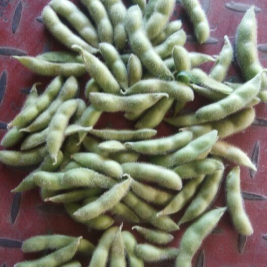 新沂市毛豆荚  精品毛豆翠绿宝，大量上市，批发市场，加工厂，质量有保障，