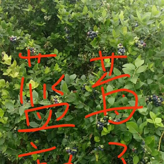 桂阳县蓝美1号 新果，冻果大量供应，看果谈价