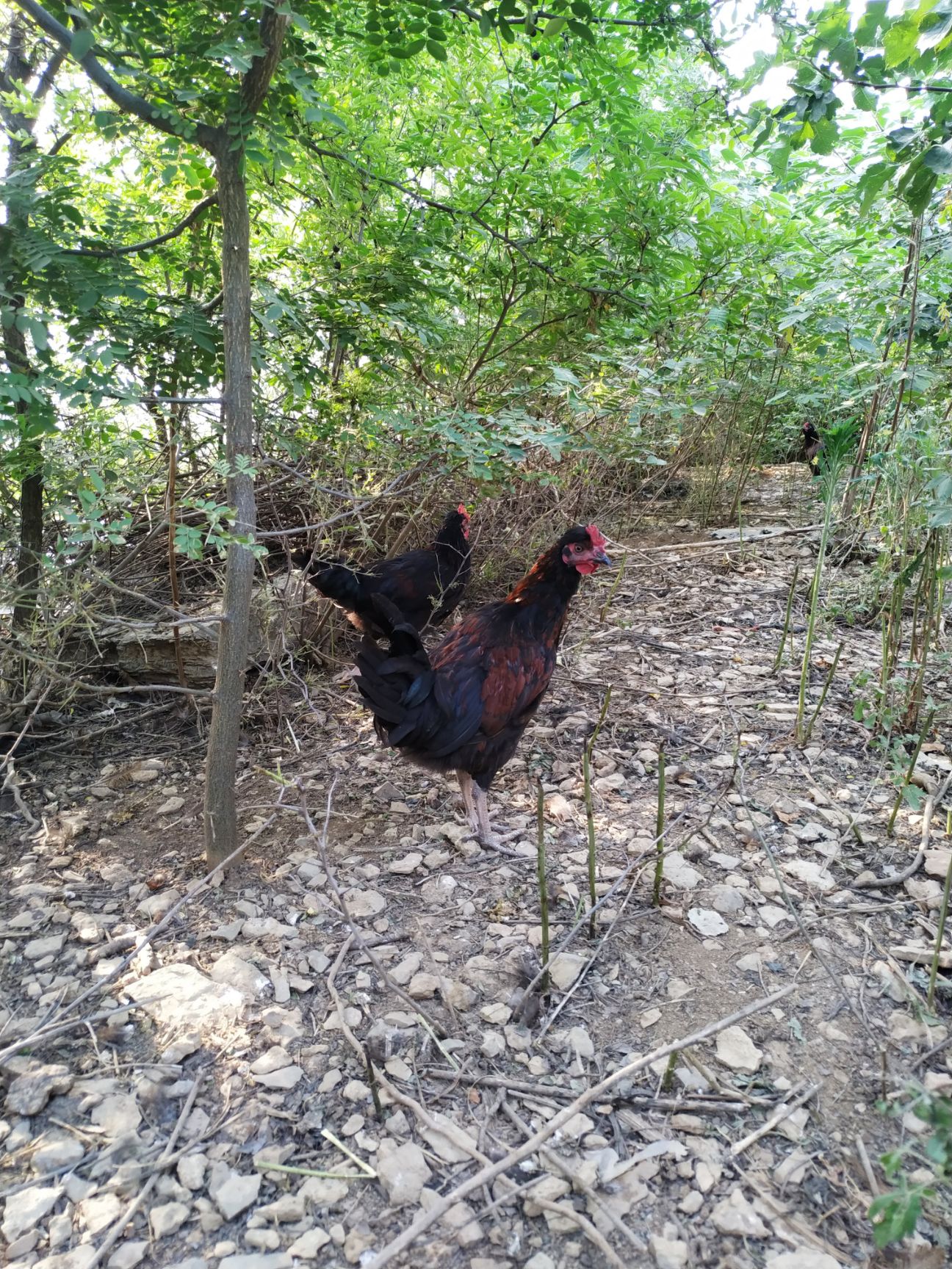 山地散养花凤鸡