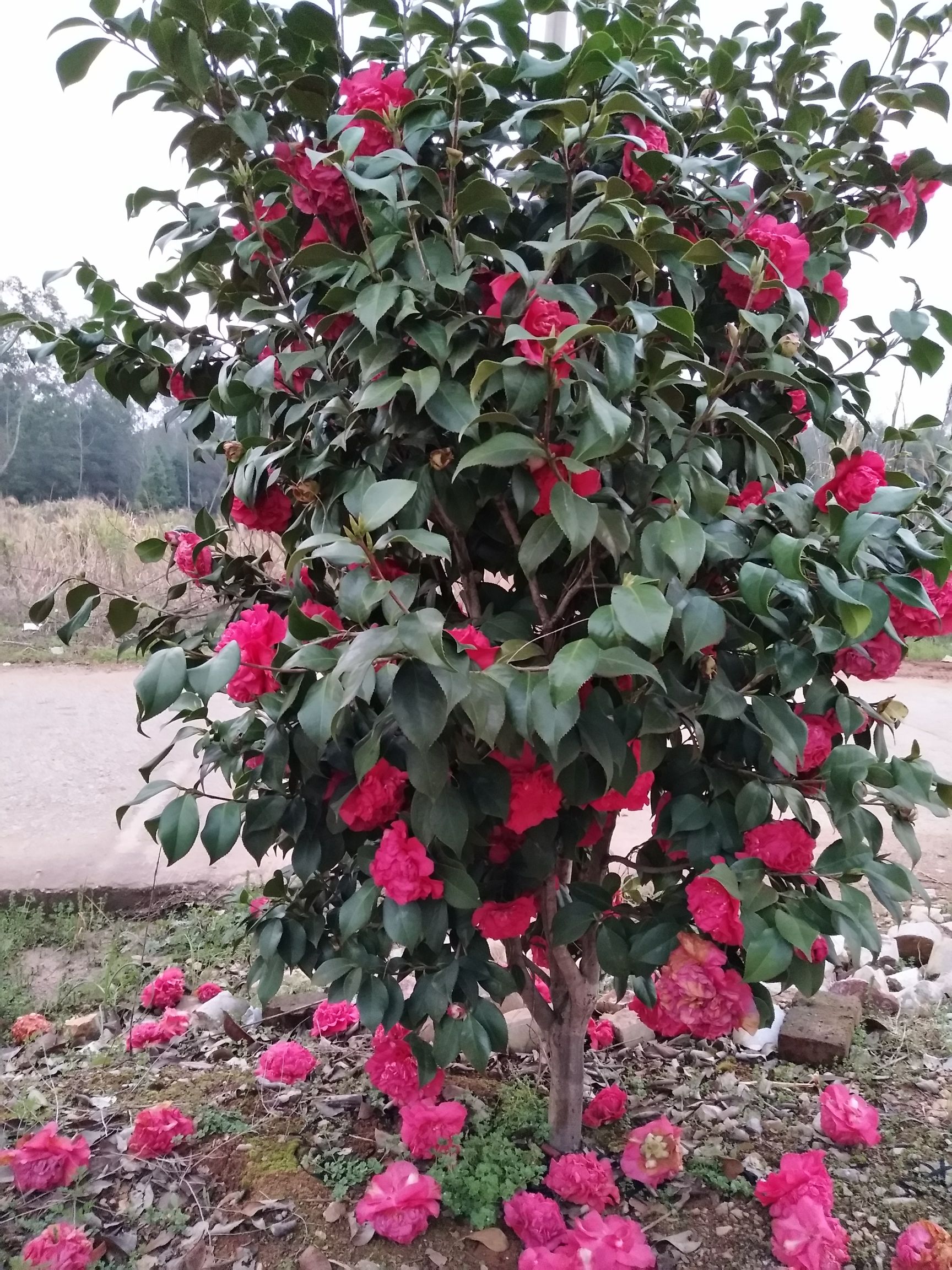 茶花苗  自家苗圃，主营老紫薇，茶花，碧叶红桃，海棠，腊梅等绿化树