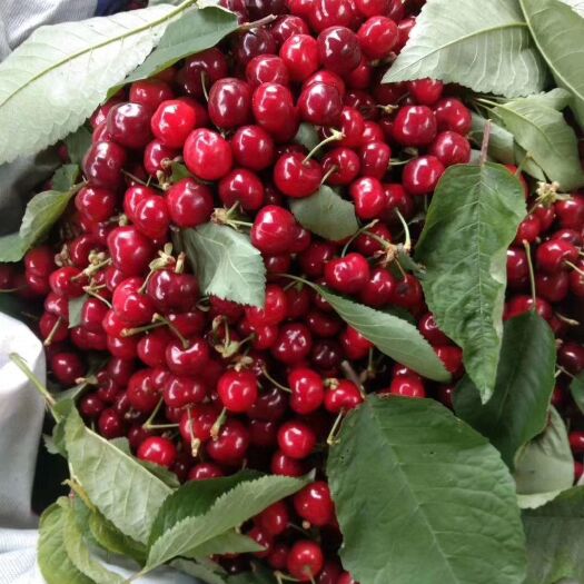 茂县 汶茂高山樱桃
