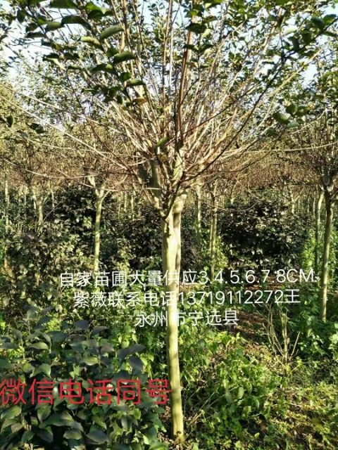 茶花苗  自家苗圃，主营老紫薇，茶花，碧叶红桃，海棠，腊梅等绿化树