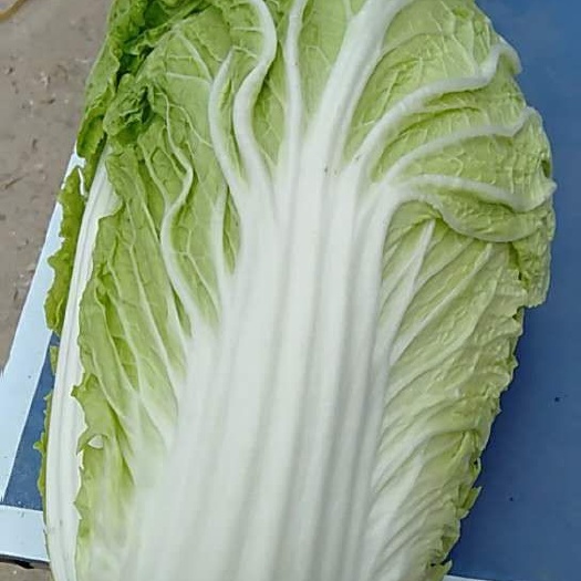 临洮县临洮黄心大白菜一上市质量好，价格便宜需要的联系