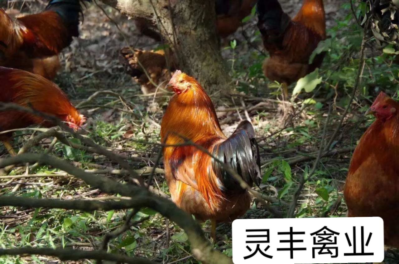 文昌鸡苗，鸡苗，包打疫苗  包运输成活  诚信企业。质量保