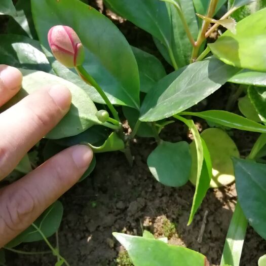 河口县 大红1号黑老虎苗