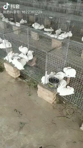 安平县 种兔肉兔