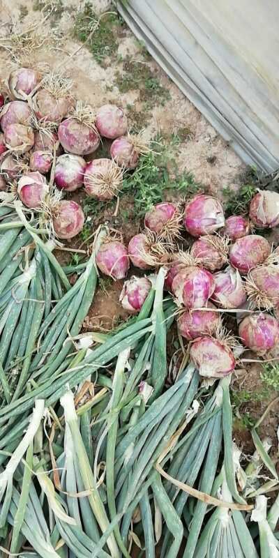 隆尧县 100亩红洋葱，5公分起步，