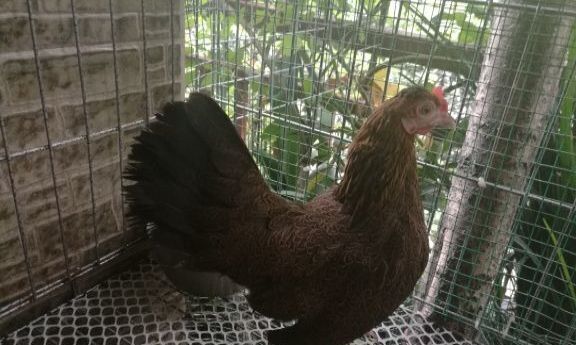 泸县 2--3斤荼花鸡
