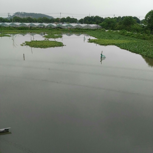 宁波水田 十四亩小龙虾养殖池已用二年，本人上班忙不过来