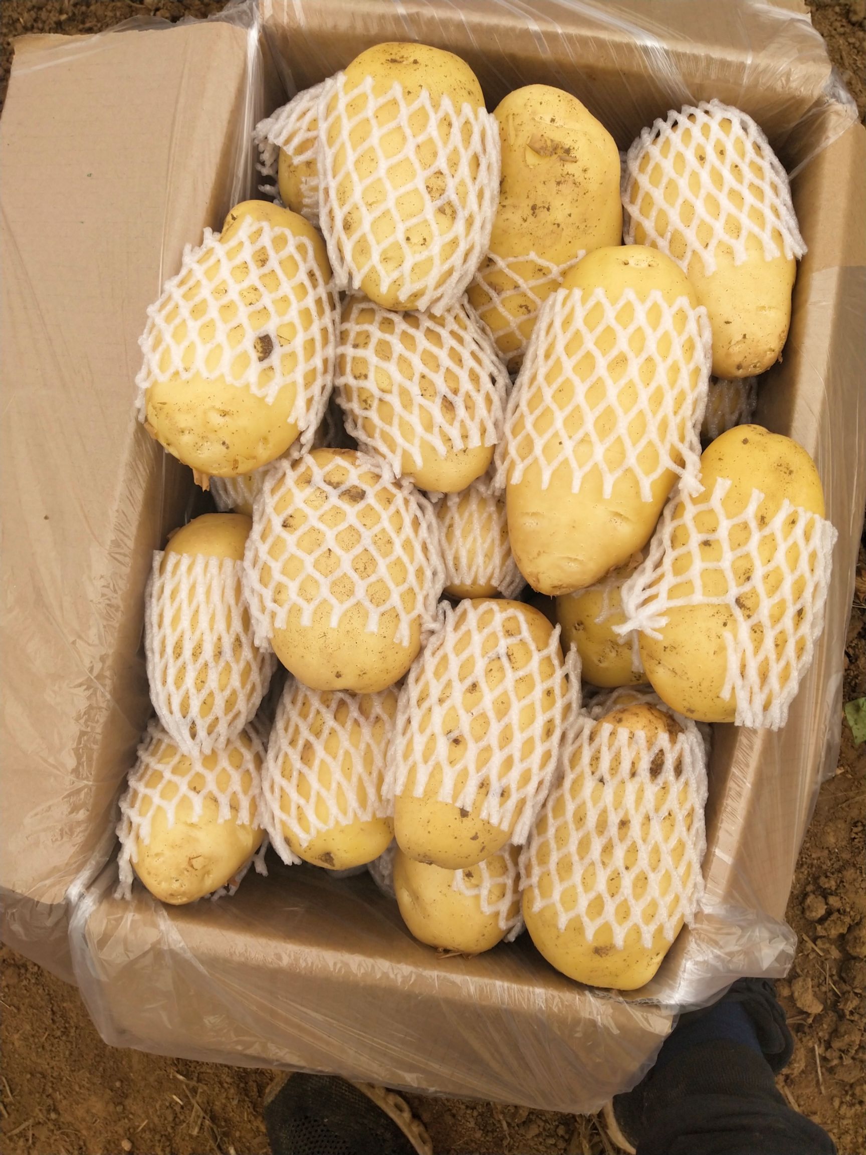 荷兰15  肥城冷库荷兰十五土豆大量供应