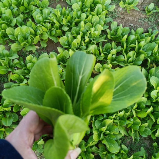 曹县上海青 山东曹县小油菜
