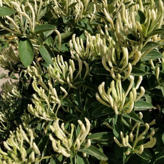 平邑县正品北花一号金银花苗