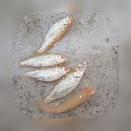 广州 红眼金草鱼 赤目金草鱼