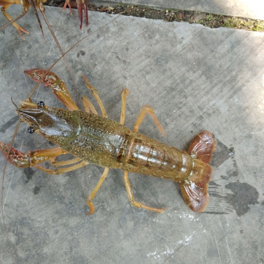 桂林小龙虾