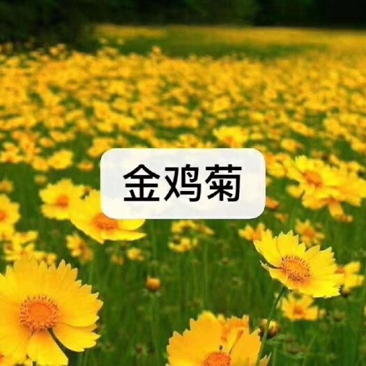 台安县金鸡菊苗
