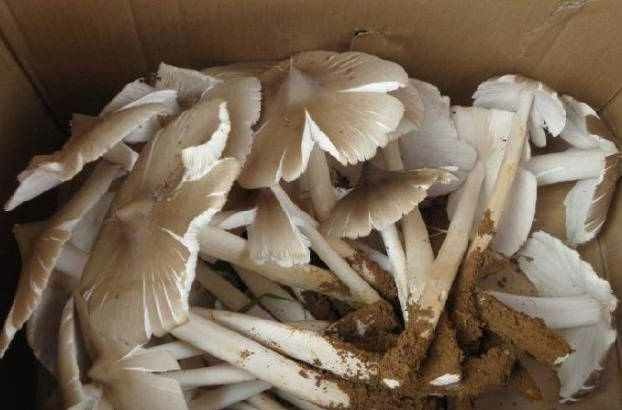 富民县鸡枞菌 保证质量，价格优惠，一天可以供几百斤