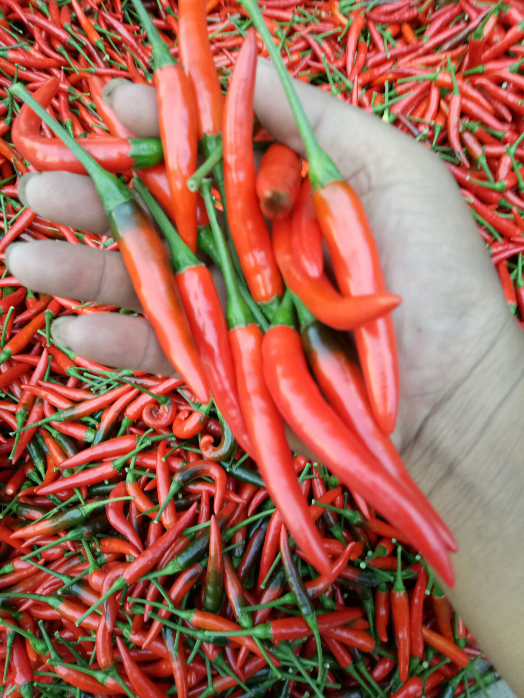 朝天椒 混装通货 中辣 红色