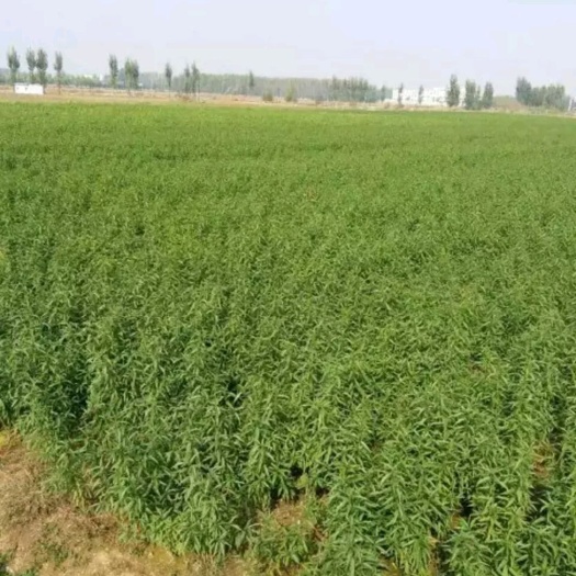 砀山县 油桃树苗