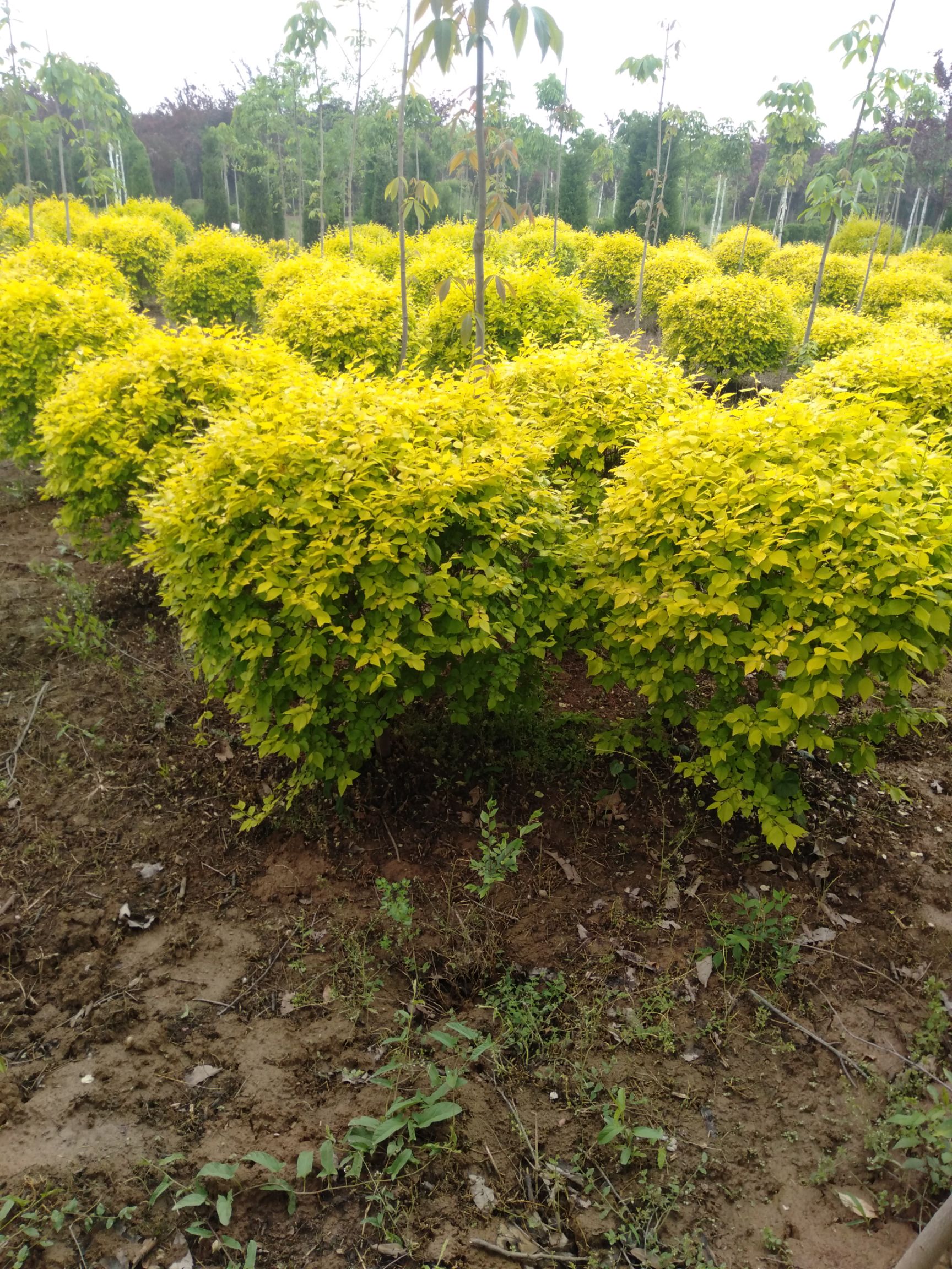  精品金叶榆球冠6o一120cm，数量10000棵