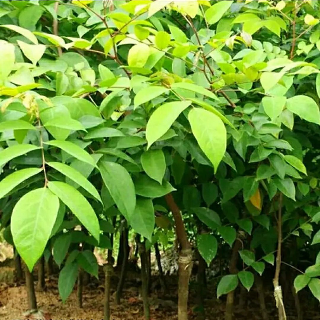 杨桃树苗 四季甜杨桃苗嫁接苗产量高种植当年结果