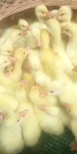 昆明 脱温白鹅