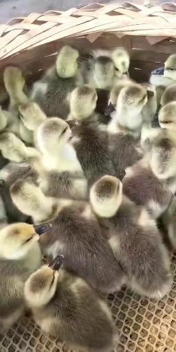 昆明 大种灰鹅苗