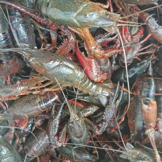 洪湖市 洪湖清水小龙虾，质好价优，
