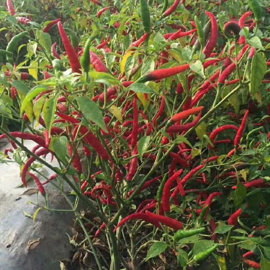 英吉沙县辣椒王 5~10cm 特辣 红色