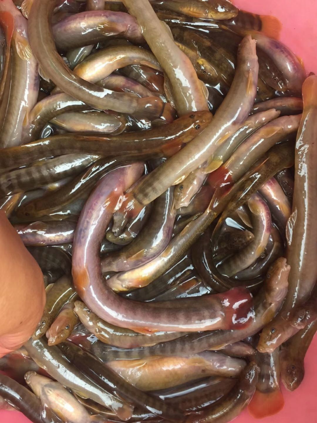  红尾副湫