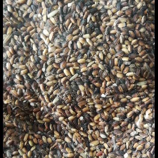 大竹县 大量出售血糯米现货，量大价优