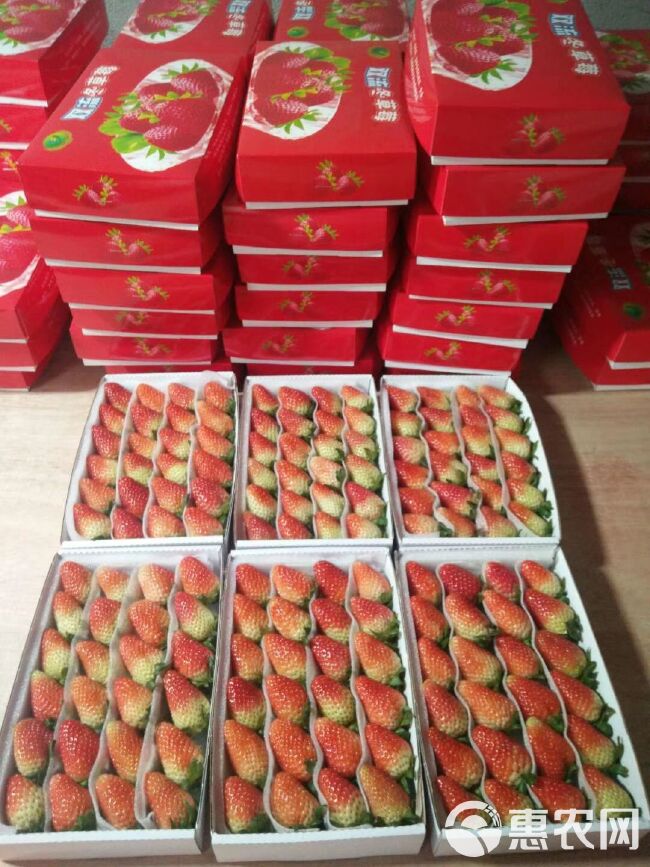 蒙特瑞草莓 从基地采摘到工厂包装再到客户手中24小时内完成，