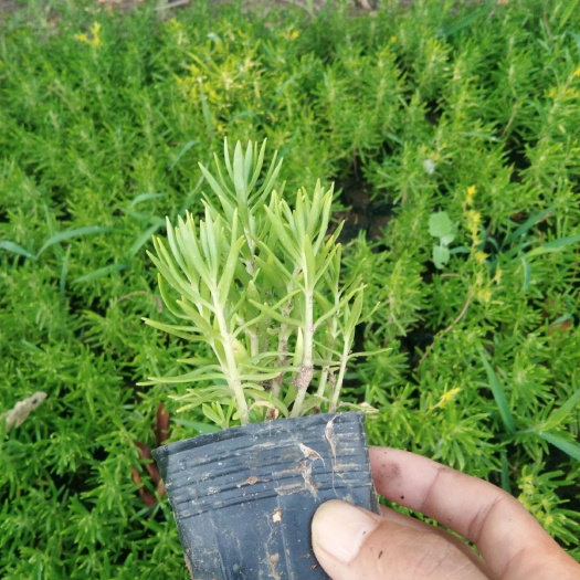 泗洪县 佛甲草杯苗大量供货