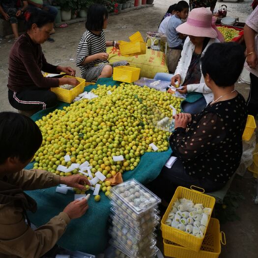 轮台县 新疆轮台小白杏落地配  50件起发
一件代发